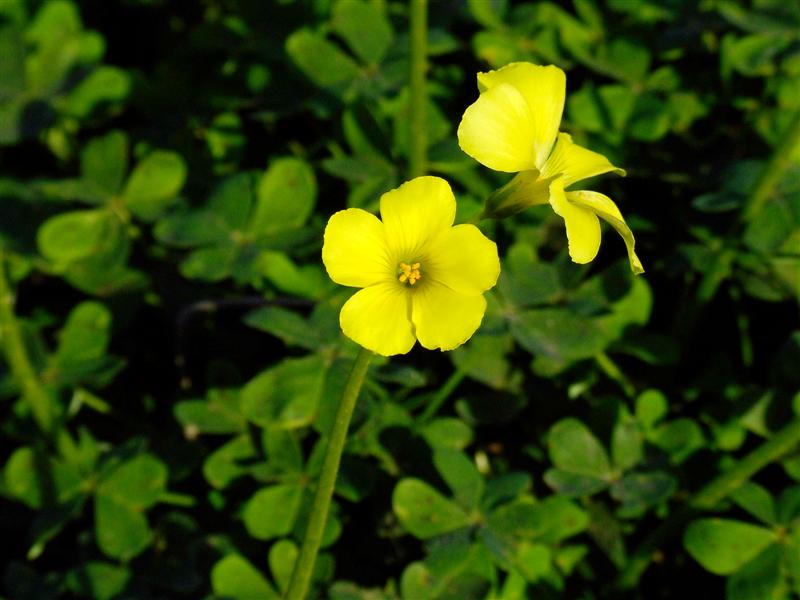 DSCF3742 copia (Medium).jpg