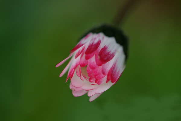 DSCF8245.jpg