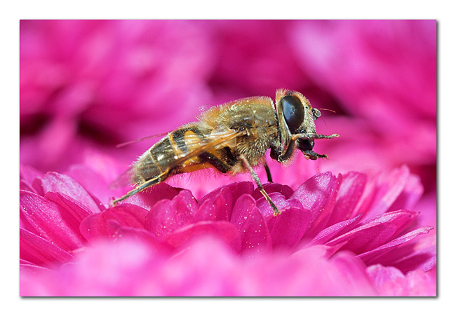 E' andata di l�.jpg