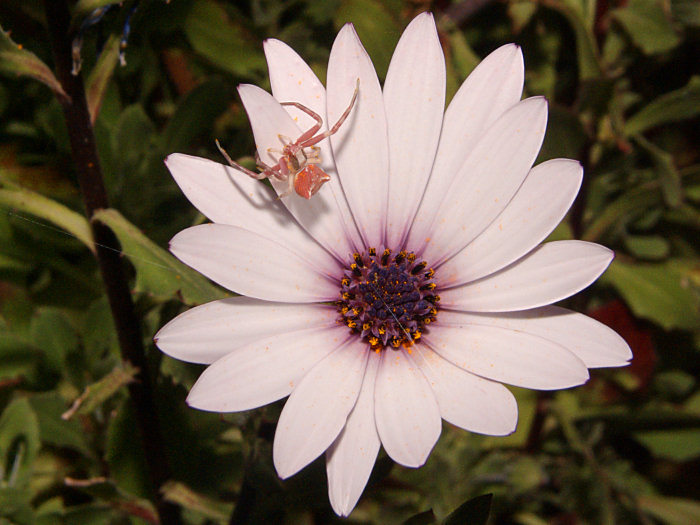 ecco il furbastro!.jpg