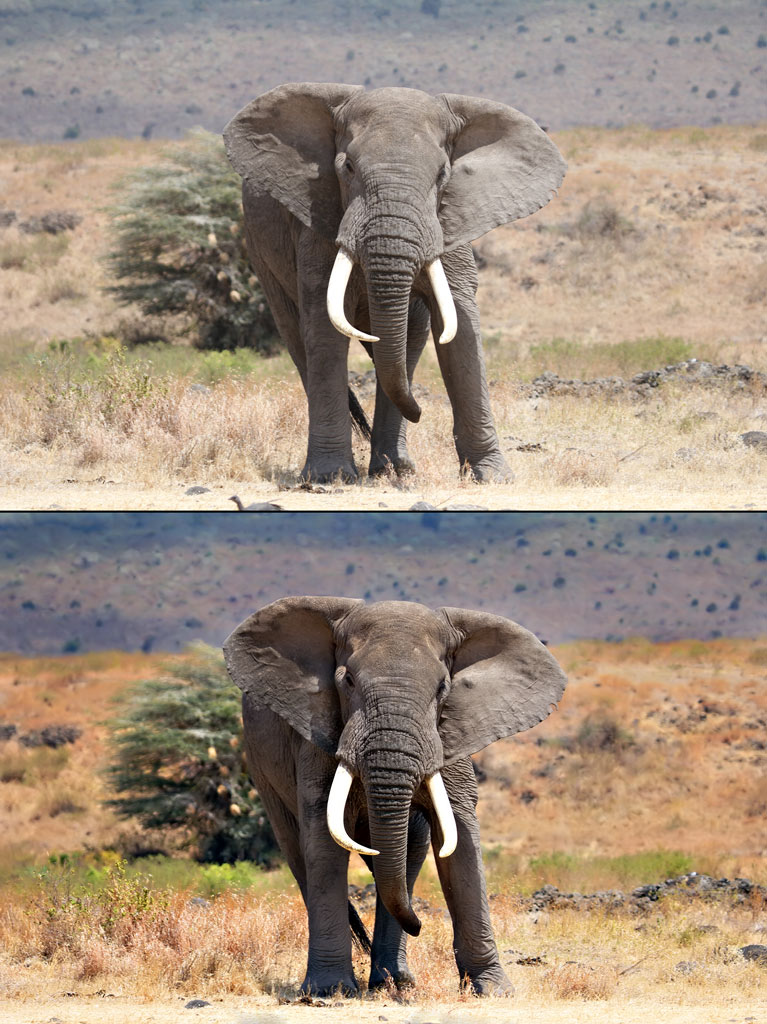 elefantdouble.jpg