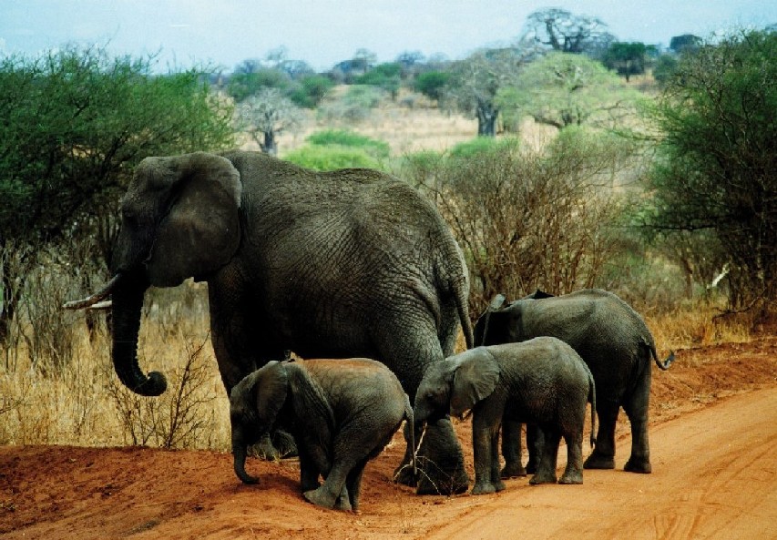 Elefanti 2 copia.jpg