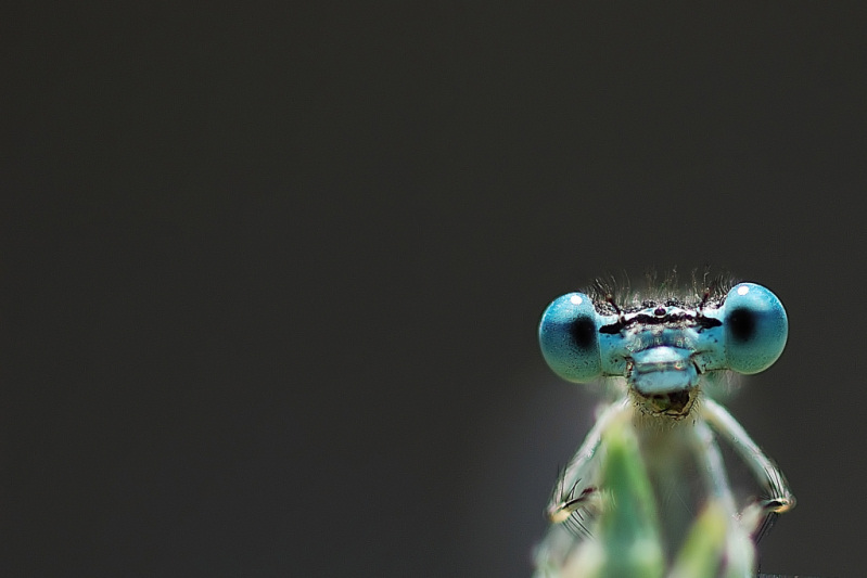 F  F5  Esp 1-320.jpg