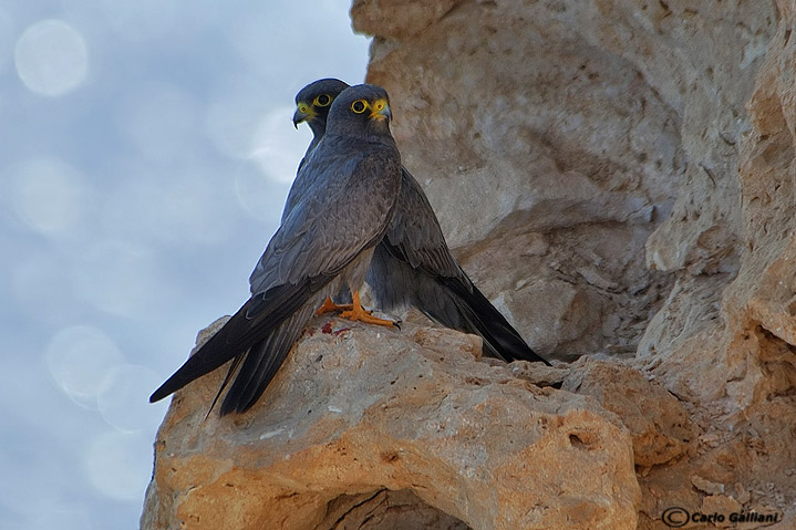 falco concolore32.jpg