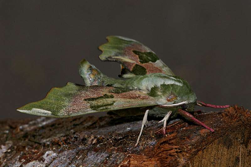 farfalla-notturna4.jpg