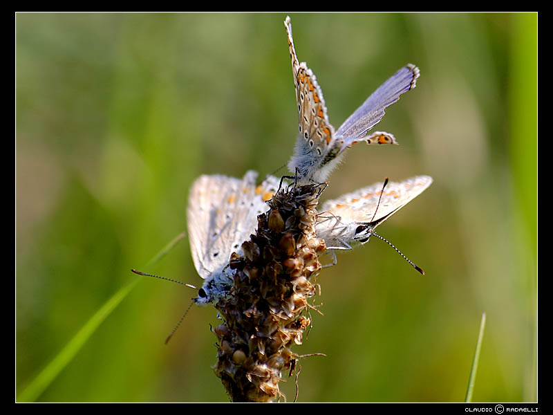 farfalla 8.jpg