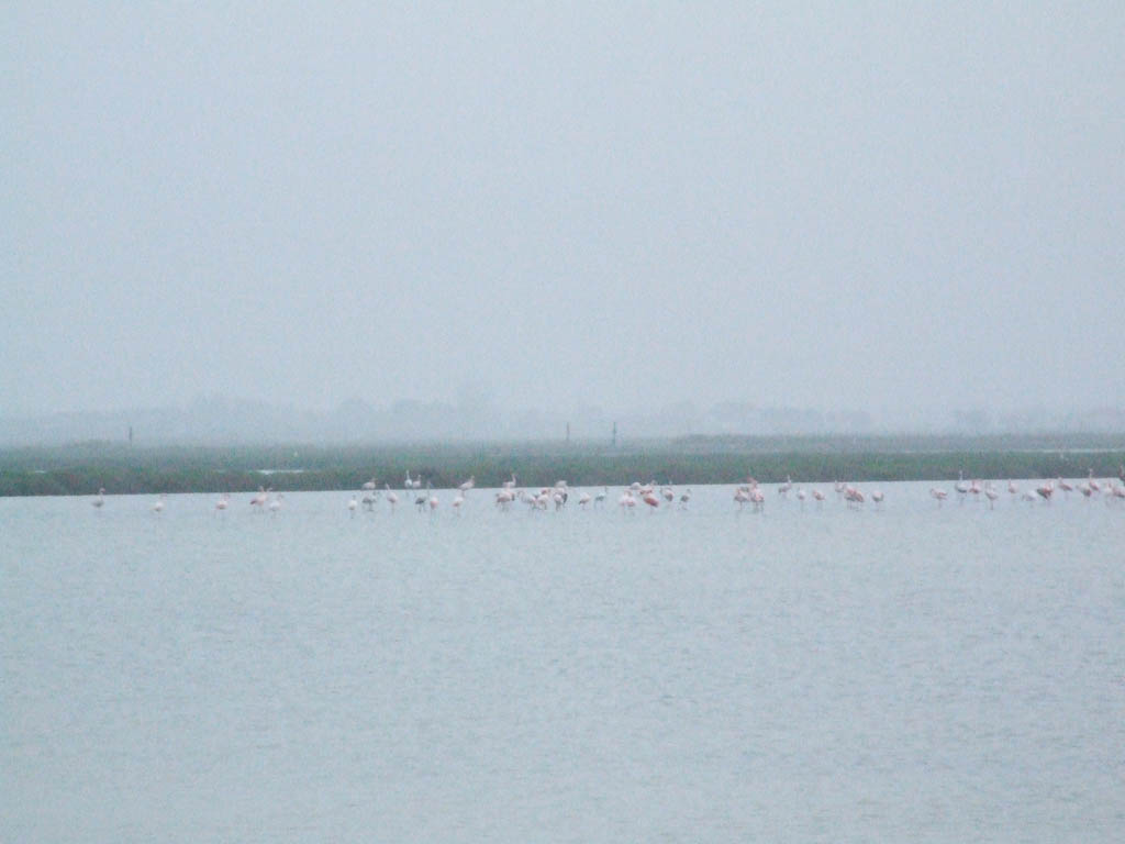 fenicotteri1600.jpg