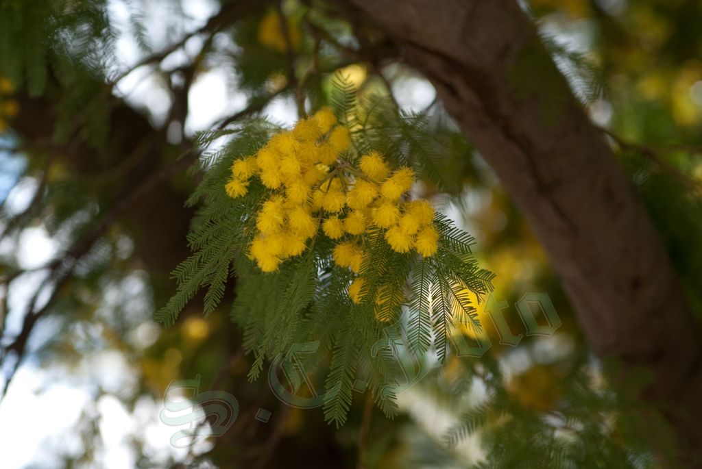 Festa della donna-4.jpg