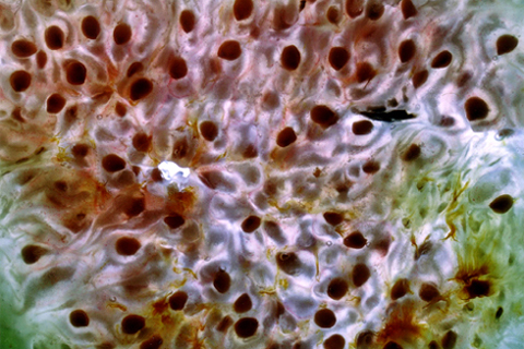 fico spalmato 3.JPG