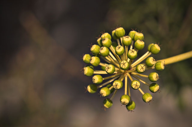 fior di palle_contrasto.jpg