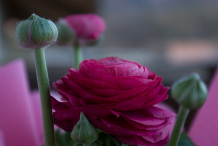 fiore-18-55.jpg