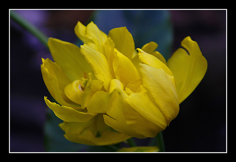 Fiore 5.jpg