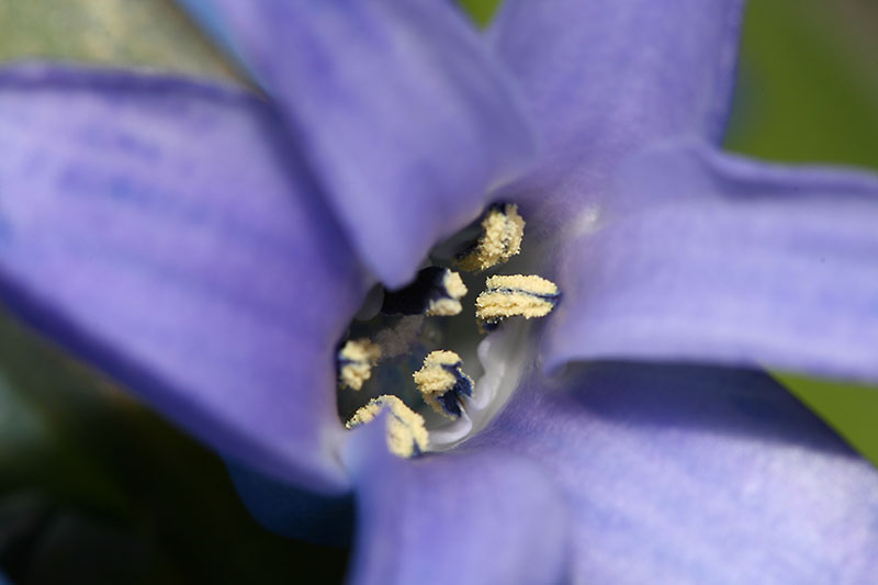 fiore compresso.jpg
