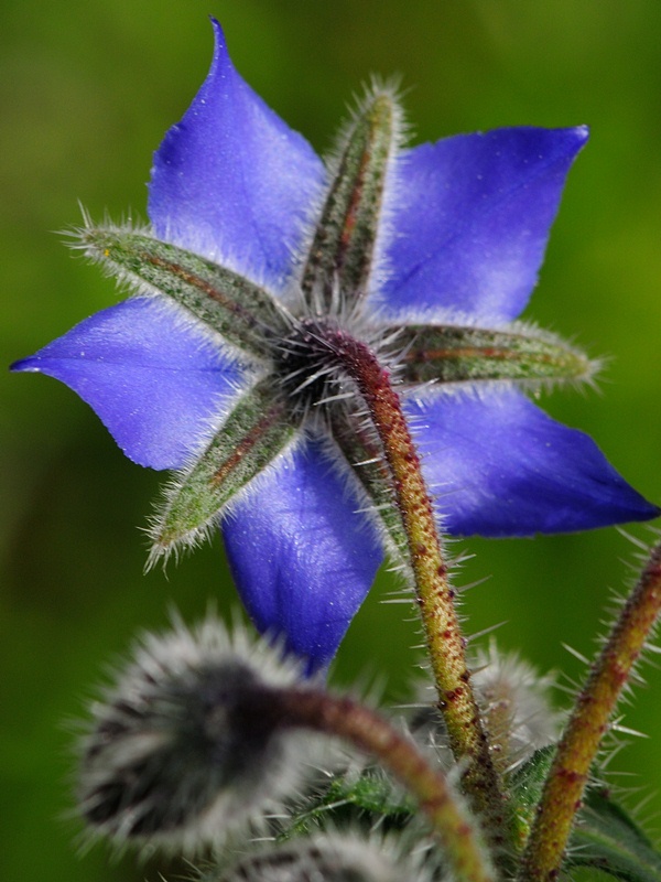 fiore di boraggine.JPG