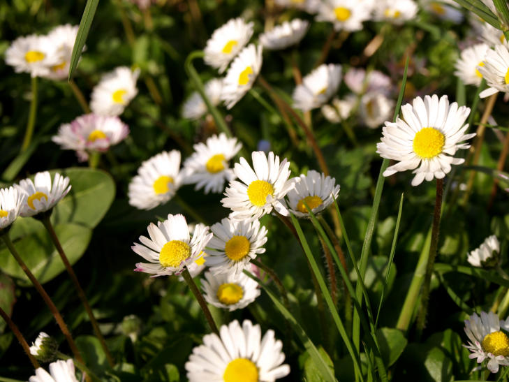fiori.jpg