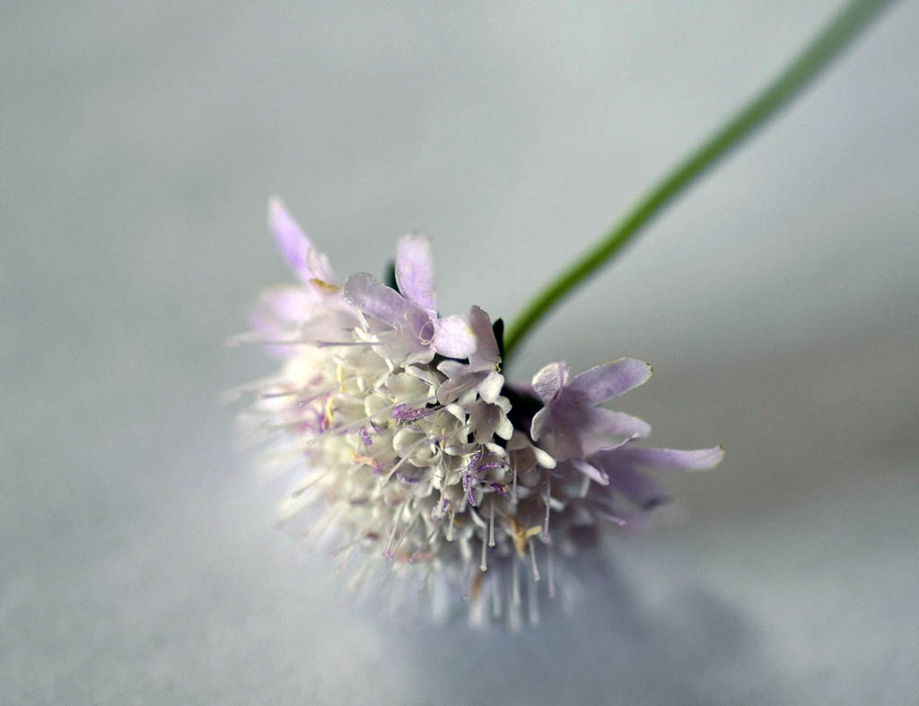 Fiori di campo 2..jpg