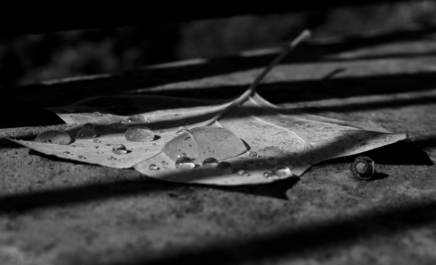 foglia b&w2 [Risoluzione del desktop].jpg