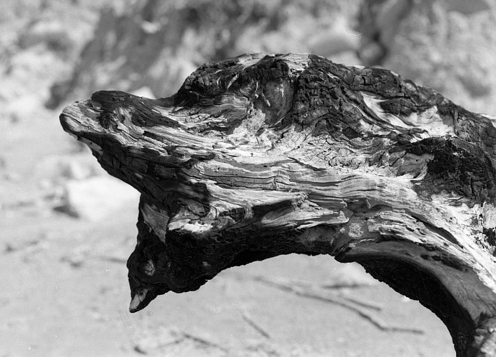 fsf boccuccia082.jpg