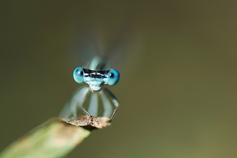 G F4.8  Esp 1-1000.jpg