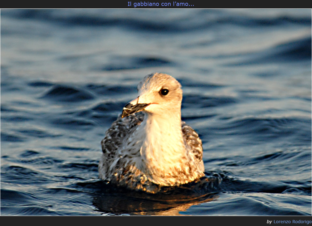 gabbbianoconamo2.jpg