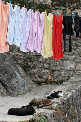 gatti.jpg