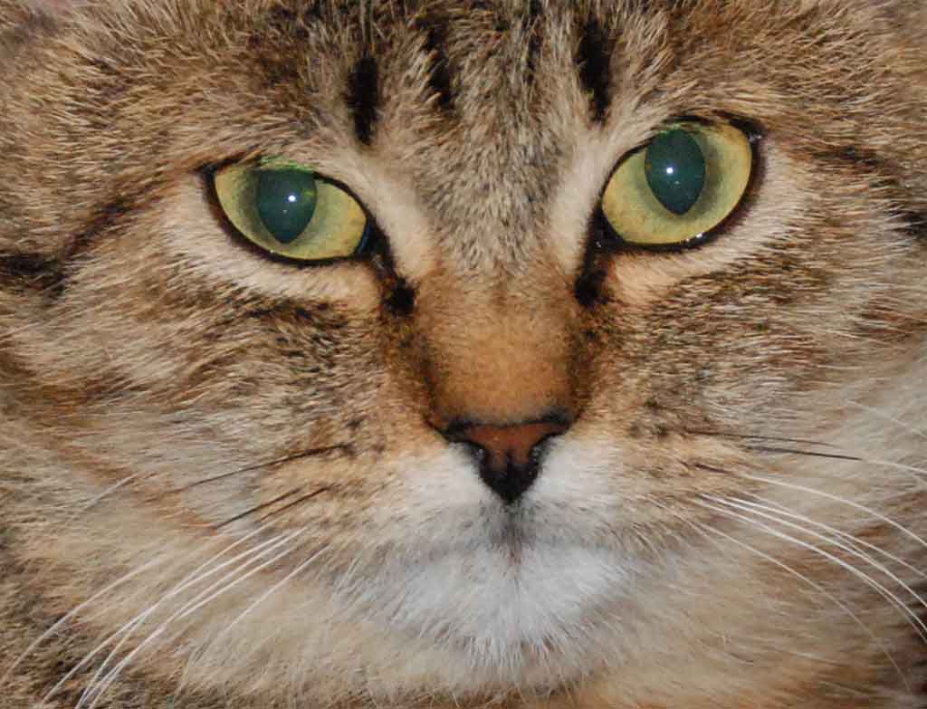 gattina100.jpg