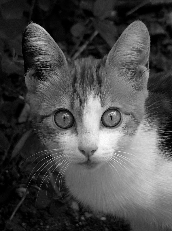 gattino02.jpg