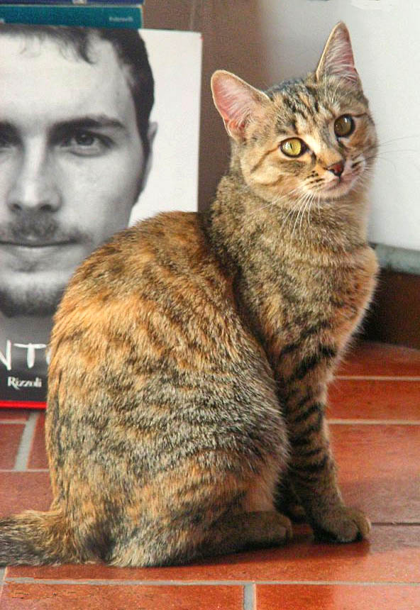gatto2.jpg