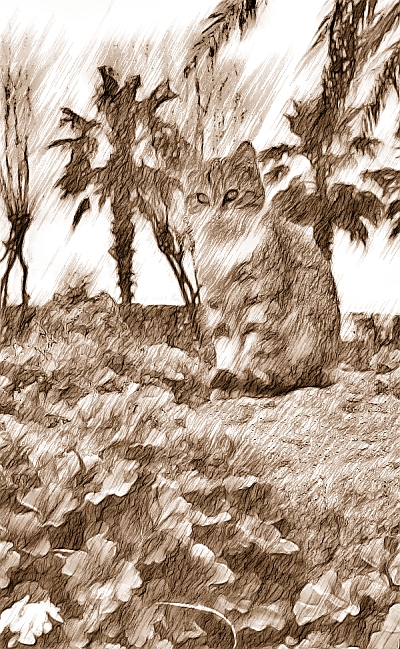 gatto_appunti01_116.jpg