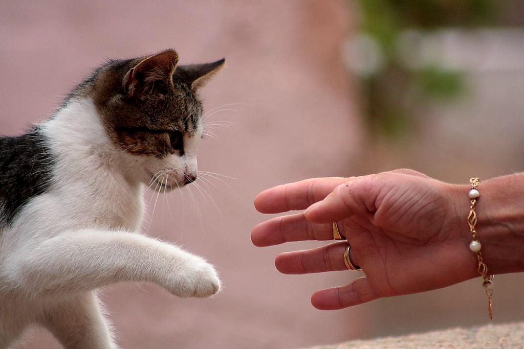 Gatto e mano.JPG