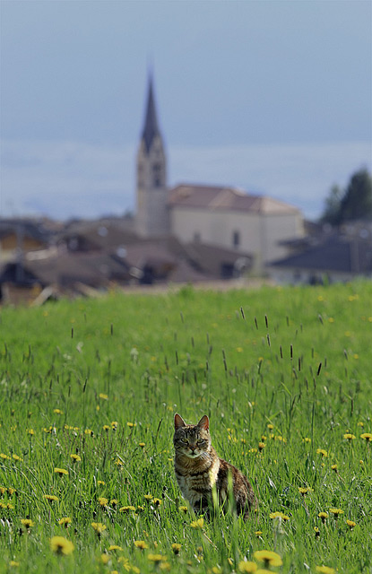 gatto_ritoccato.jpg