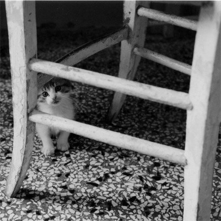 gattowebMl.jpg