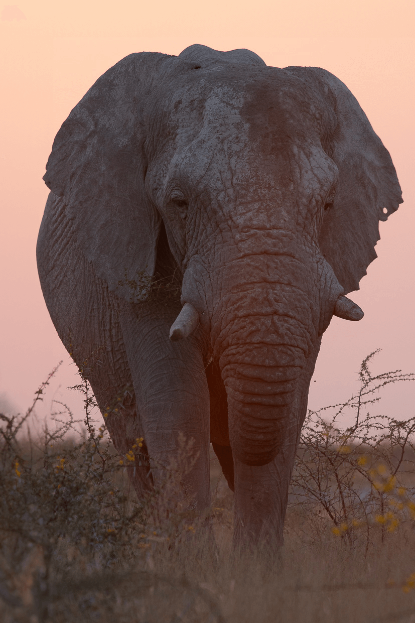 gbb-177_769 copia.png