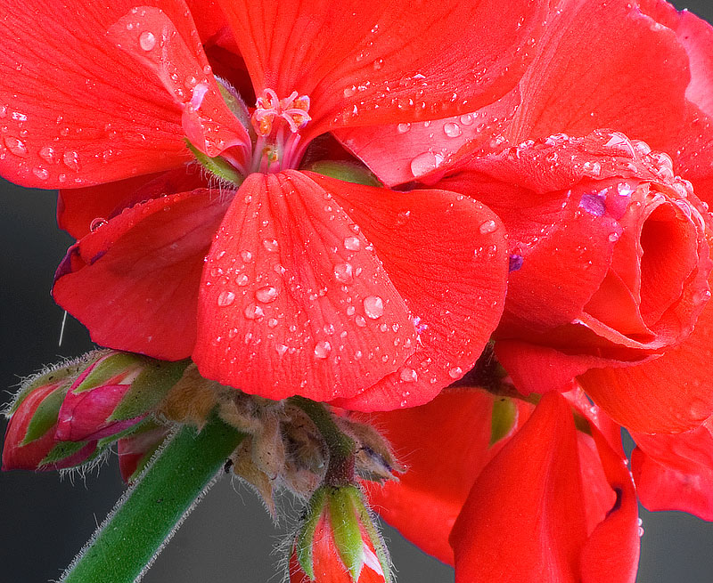 geranio_pioggia_partic.jpg