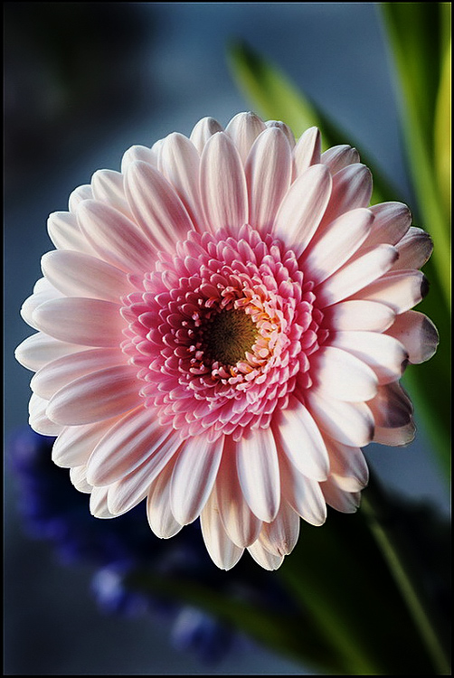 gerbera200Web.jpg