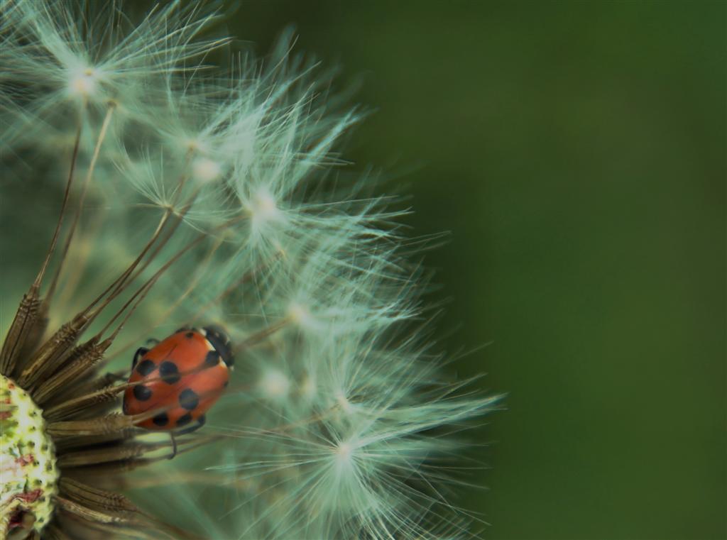 giochiamo (Large) (2).jpg