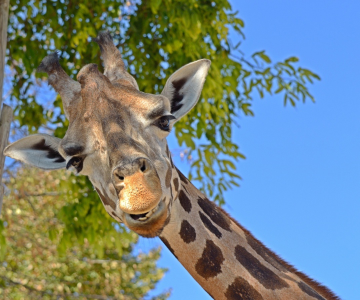 giraf01-ph1.jpg