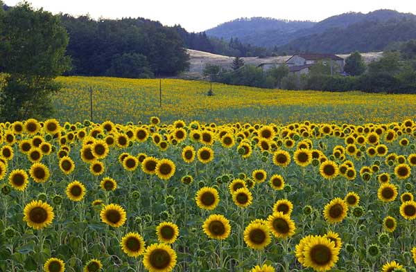 Girasoli (1).jpg