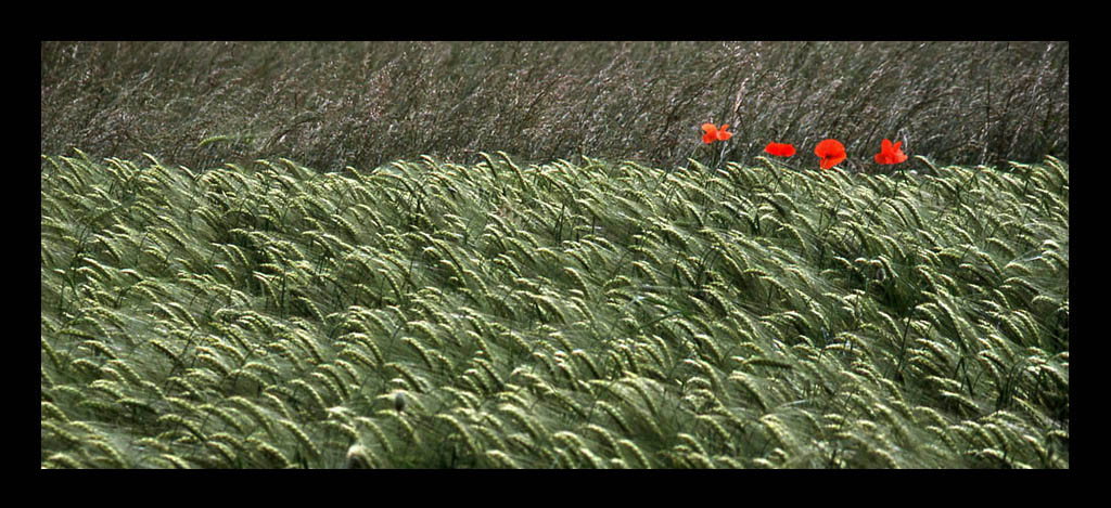 grano e papaveri cut.jpg