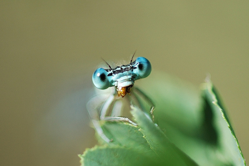 H  F5  Esp 1-800.jpg