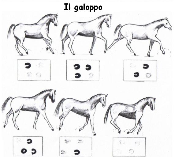 il-galoppo[1].jpg