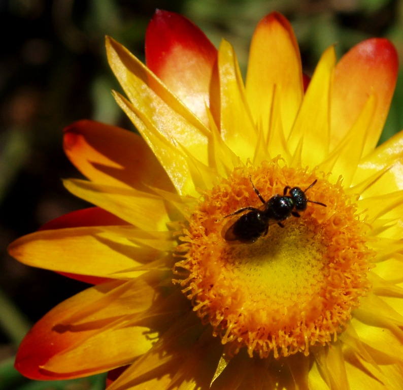 Il moscerino nel sole.JPG