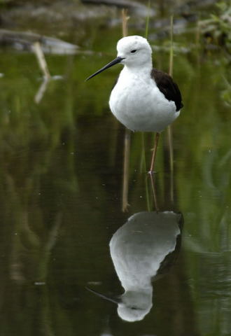 image0003.jpg