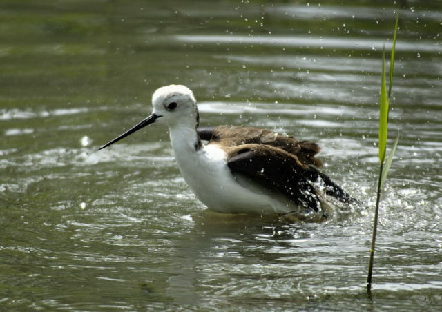 image0009.jpg