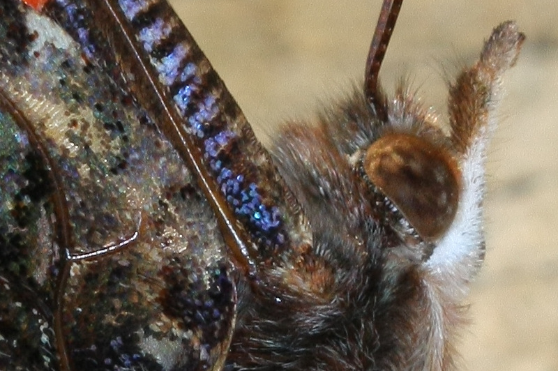 IMG_0324_crop originale.jpg