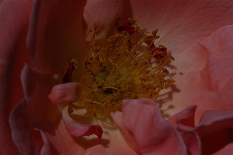 IMG_4356 (Medium).JPG