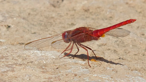 IMG_4828.jpg