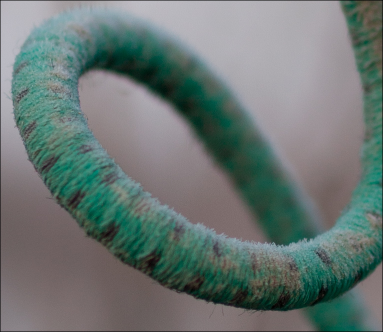 IMG_5293 crop 100%.jpg