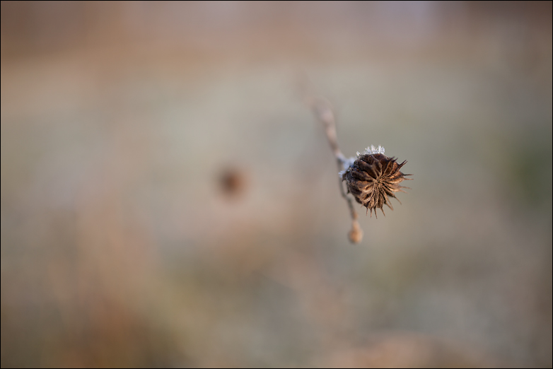 IMG_5373 f1.4 distanza minima_punto laterale.jpg