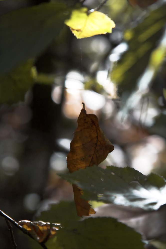 IMG_8777Ago062 copia.jpg